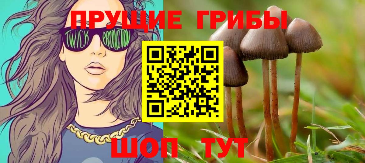 Галлюциногенные грибы Psilocybe  Вход с VPN  Галлюциногенные грибы Psilocybe  Нарткала 